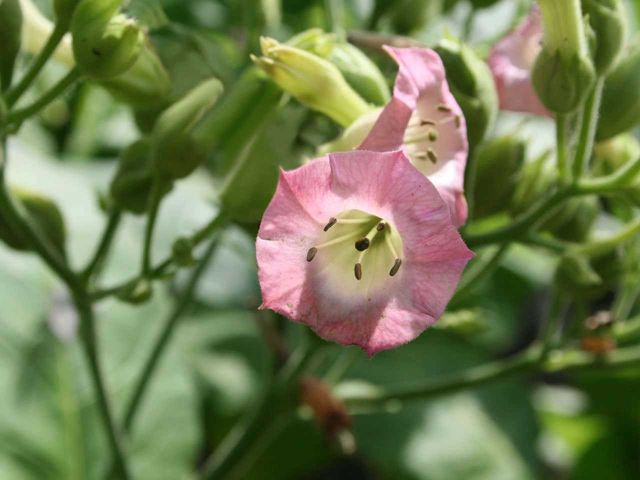 https://www.swedishmatch.se/49a859/globalassets/snusakademin/tillverkning/tobaksblomma_foto_02_4_3.jpg